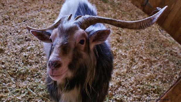 Discover Unique Animal Encounters in New York State: Family Adventures Beyond Zoos