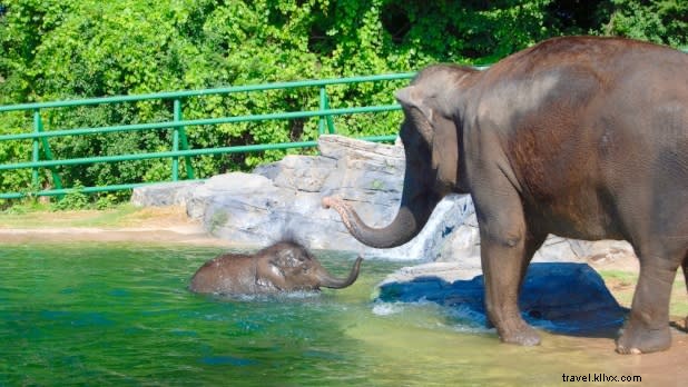 Discover Unique Animal Encounters in New York State: Family Adventures Beyond Zoos