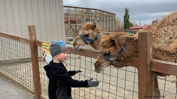 Discover Unique Animal Encounters in New York State: Family Adventures Beyond Zoos