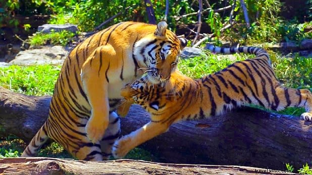 Discover Unique Animal Encounters in New York State: Family Adventures Beyond Zoos