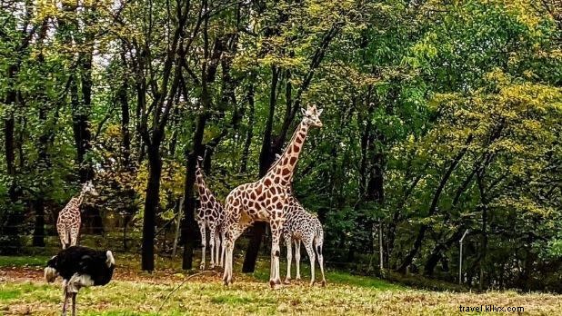 Unique Valentine s Day Gifts Shipped from New York State