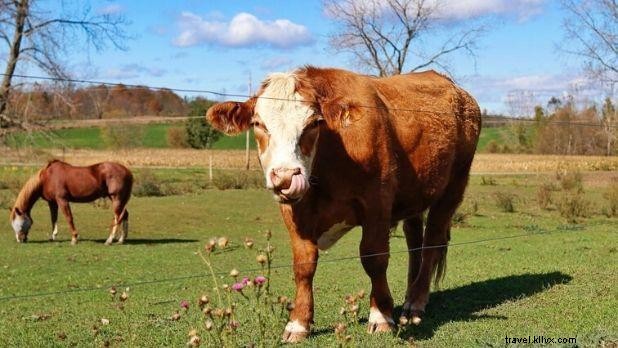 Exclusive Behind-the-Scenes Tours in New York State: Craft Beverages, Chocolate, Art & TV Shows