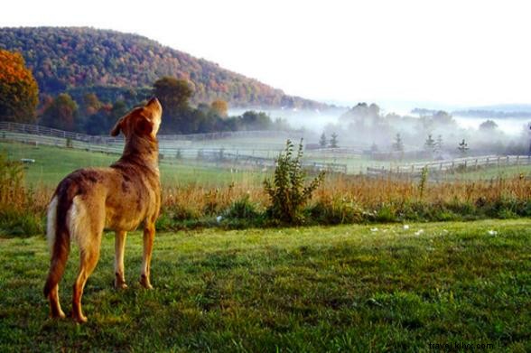Top Pet-Friendly Getaways in New York State: Vacation with Your Furry Friend