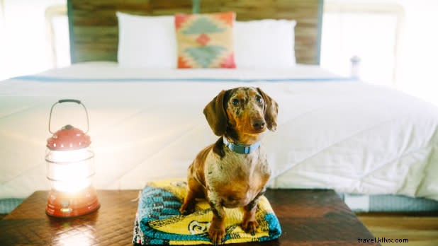 Top Pet-Friendly Getaways in New York State: Vacation with Your Furry Friend