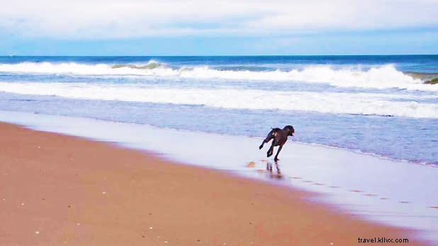 Top Pet-Friendly Getaways in New York State: Vacation with Your Furry Friend