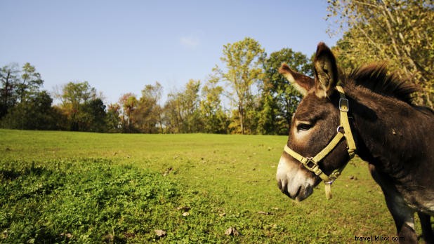 Top Pet-Friendly Getaways in New York State: Vacation with Your Furry Friend