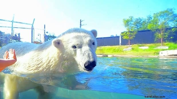 Top 11 Kid-Friendly Activities in Buffalo, NY: Family Fun Guide