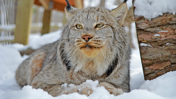 Discover Extraordinary Winter Experiences in New York State