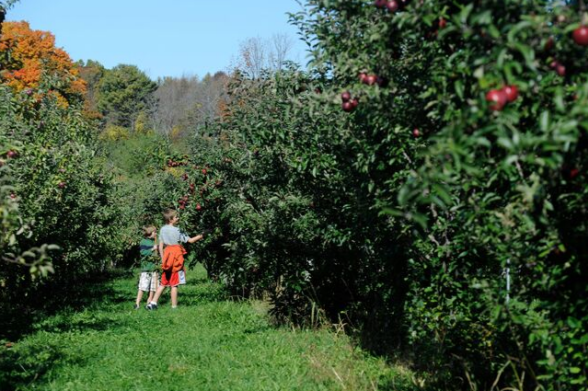 Top 11 Apple Picking Orchards in New York State