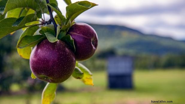 Top 11 Apple Picking Orchards in New York State