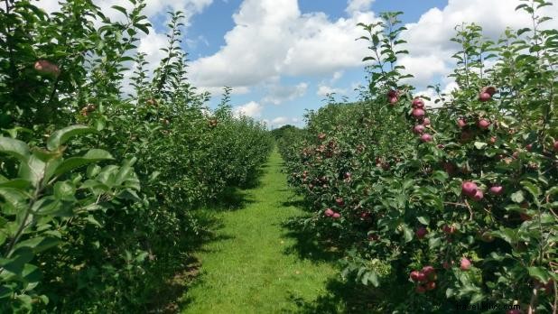 Top 11 Apple Picking Orchards in New York State