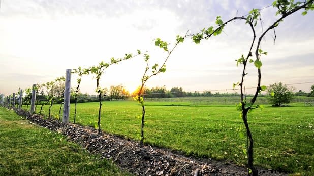 Top 10 Food & Beverage Trails and Tours in New York State