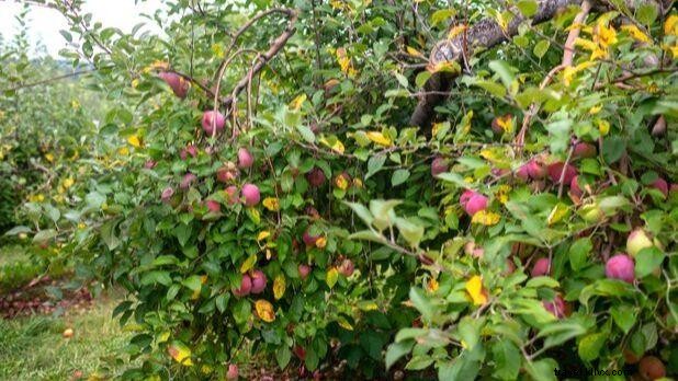 Top 10 Food & Beverage Trails and Tours in New York State