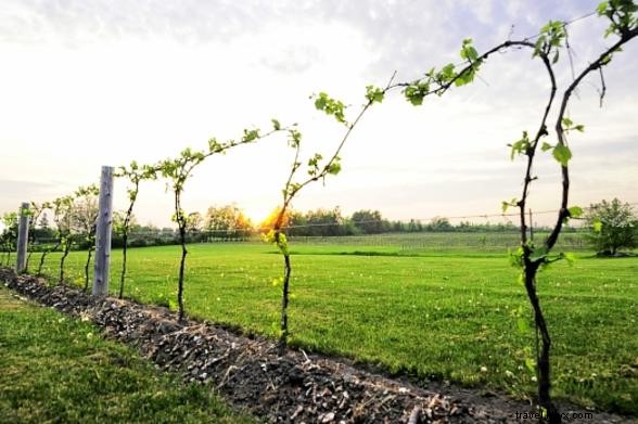 Discover Family-Friendly Wineries, Breweries & Cider Mills in New York State
