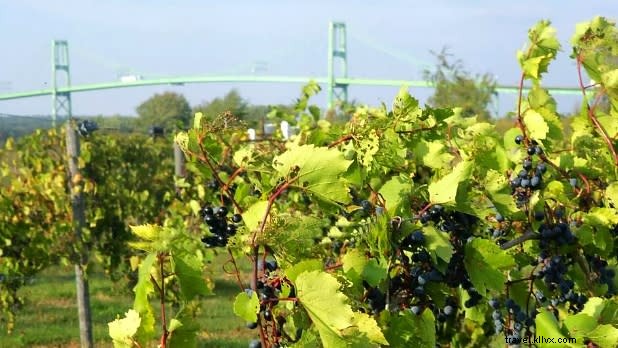 Discover Family-Friendly Wineries, Breweries & Cider Mills in New York State