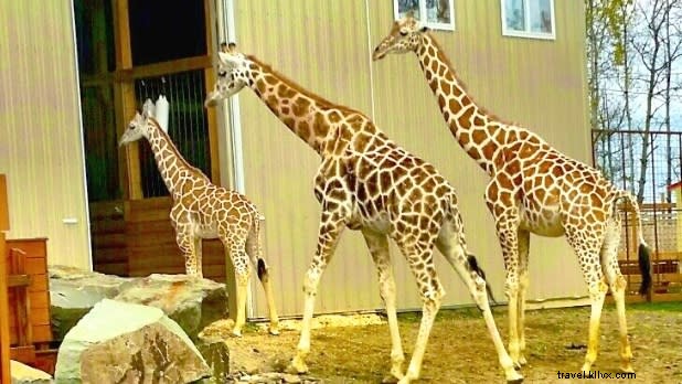 Discover 9 Exciting New Kid-Friendly Attractions in New York State