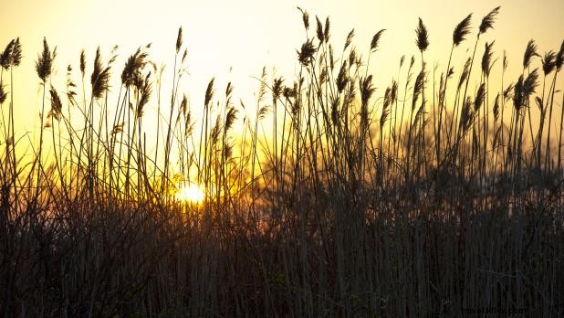 48-Hour Itinerary: Cherry Grove & Fire Island Pines, New York s Premier Beach Escape