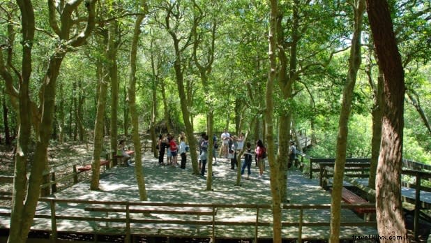 48-Hour Itinerary: Cherry Grove & Fire Island Pines, New York s Premier Beach Escape