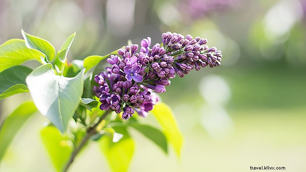 Best Mother s Day Celebrations in New York State: Unforgettable Ideas & Activities