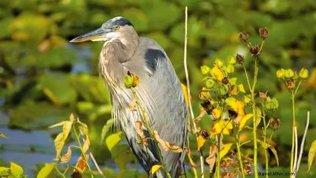 Unveiling the Hidden Secrets of the Finger Lakes: Legends and Wineries