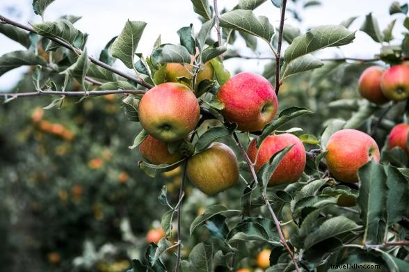 Best Apple Picking Orchards in New York: Pick Fresh Apples & Sip Cider This Fall