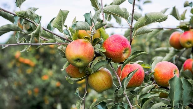 Discover 5 Top Fall Foodie Trips in New York State