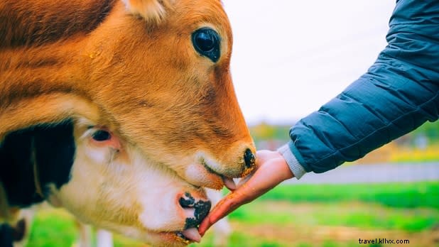 Discover 12 Exceptional Farmstays Across New York State