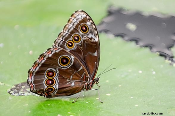 Discover the Secret Lives of New York s Urban Animals: Exclusive Stories