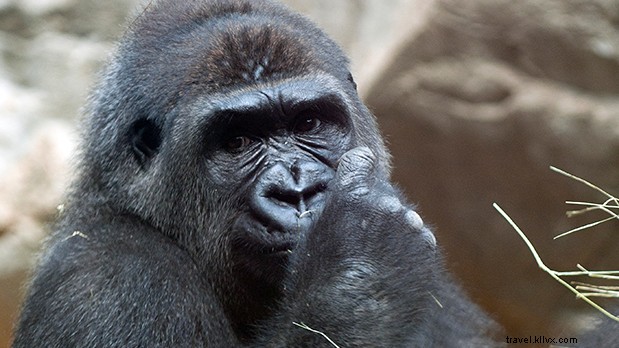 Discover the Secret Lives of New York s Urban Animals: Exclusive Stories