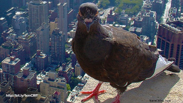 Discover the Secret Lives of New York s Urban Animals: Exclusive Stories