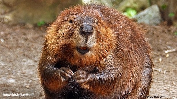 Discover the Secret Lives of New York s Urban Animals: Exclusive Stories