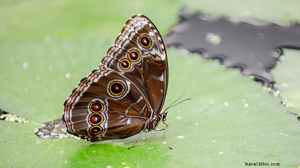 Discover the Secret Lives of New York s Urban Animals: Exclusive Stories