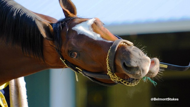 Discover the Secret Lives of New York s Urban Animals: Exclusive Stories