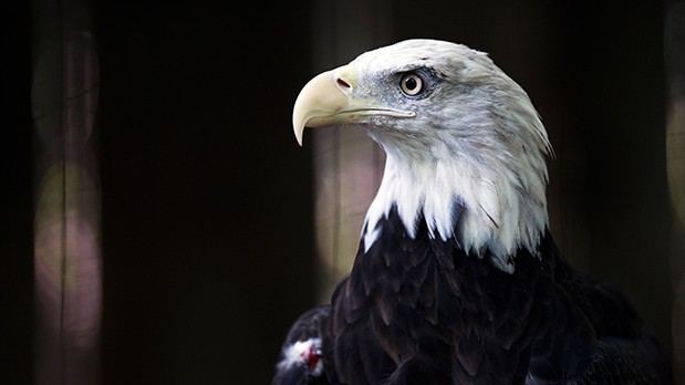 Discover the Secret Lives of New York s Urban Animals: Exclusive Stories