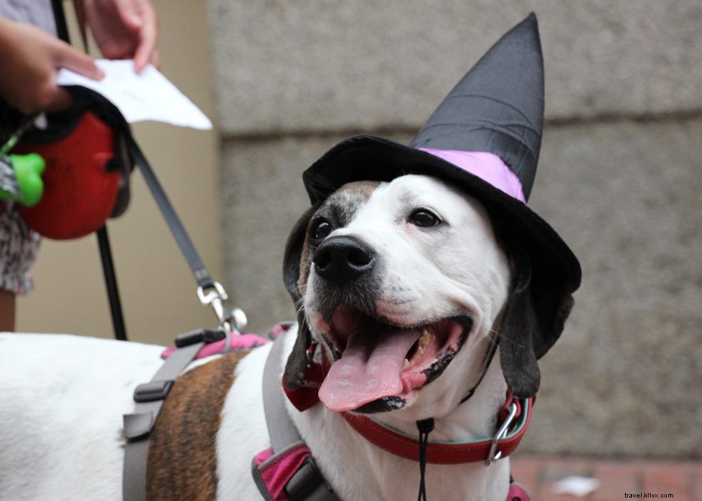 Salem s 2021 Howl-o-ween Pet Parade: In-Person at Derby Wharf & Virtual Contest