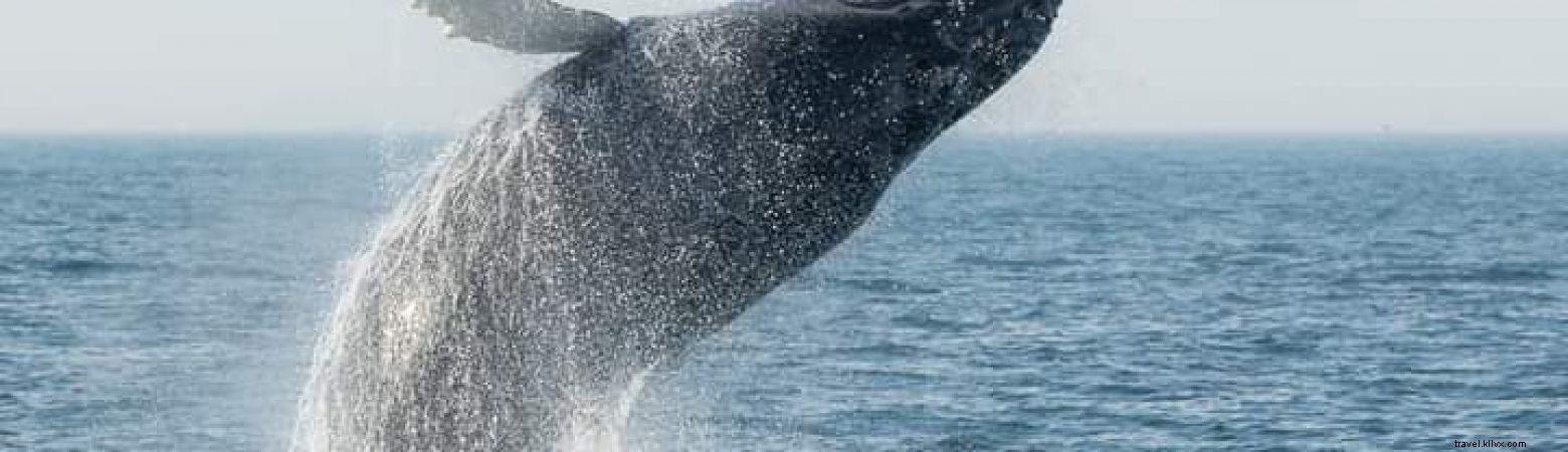 Explore Fall Fun Beyond Salem: Safe North of Boston Adventures