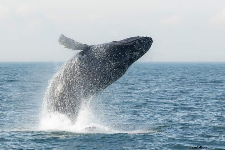 Explore Fall Fun Beyond Salem: Safe North of Boston Adventures