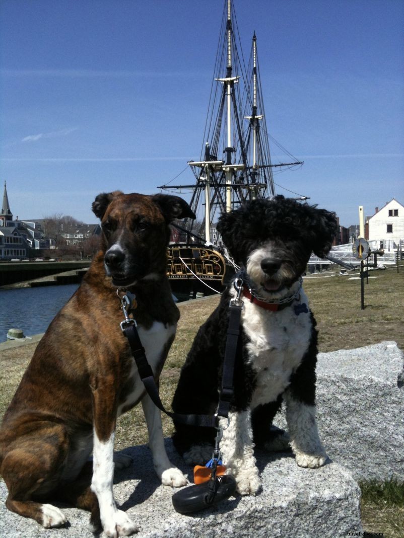 Pet-Friendly Salem, MA: Top Hotels, Dining & Attractions Guide