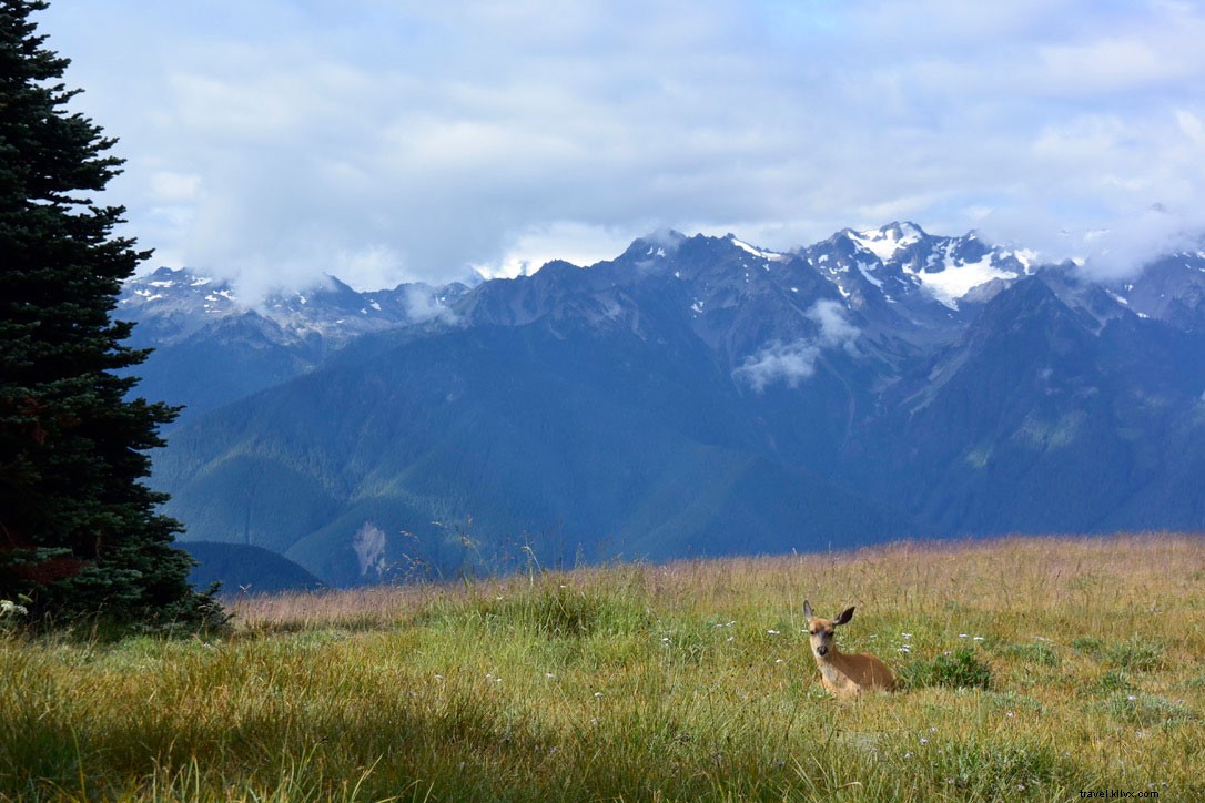 Discover Olympic National Park: Washington s Majestic Mountains Calling