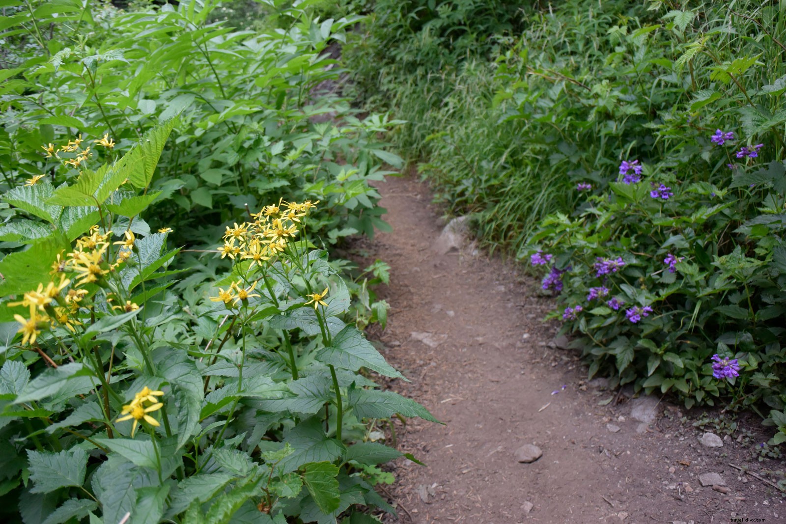 Discover North Cascades National Park: Washington s Rugged Alpine Paradise