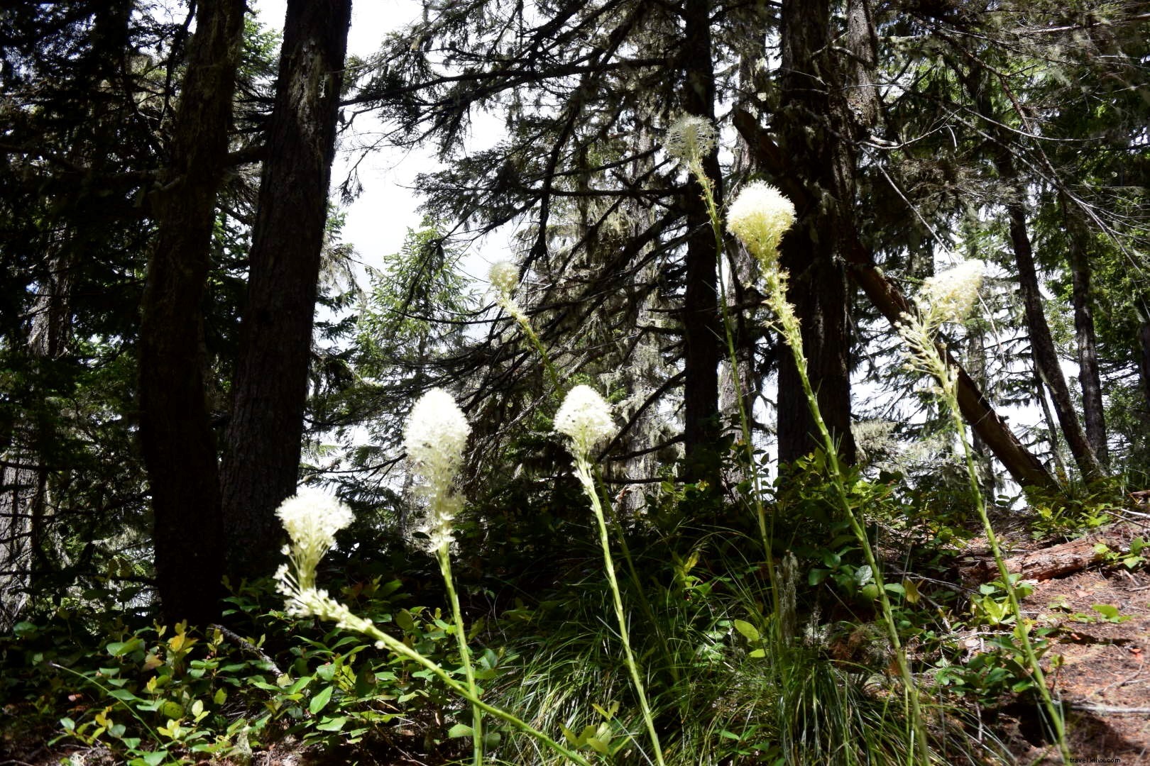 Discover Mount Rainier National Park: Washington s Majestic Crown Jewel