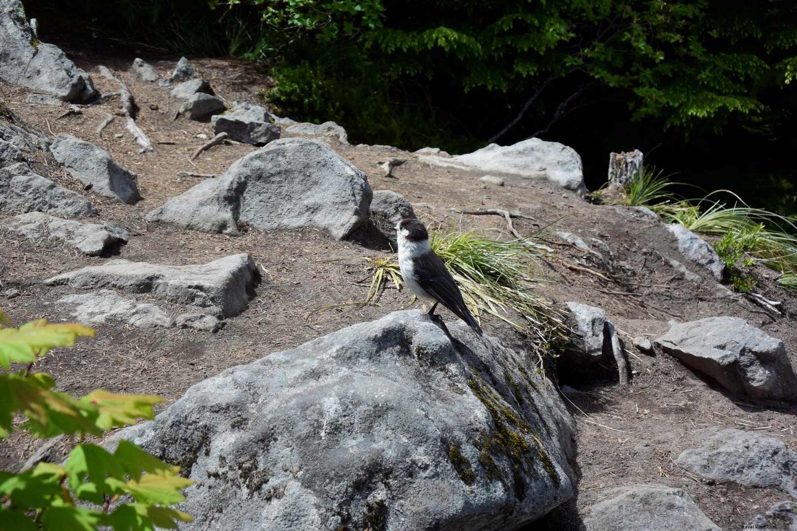 Discover Mount Rainier National Park: Washington s Majestic Crown Jewel