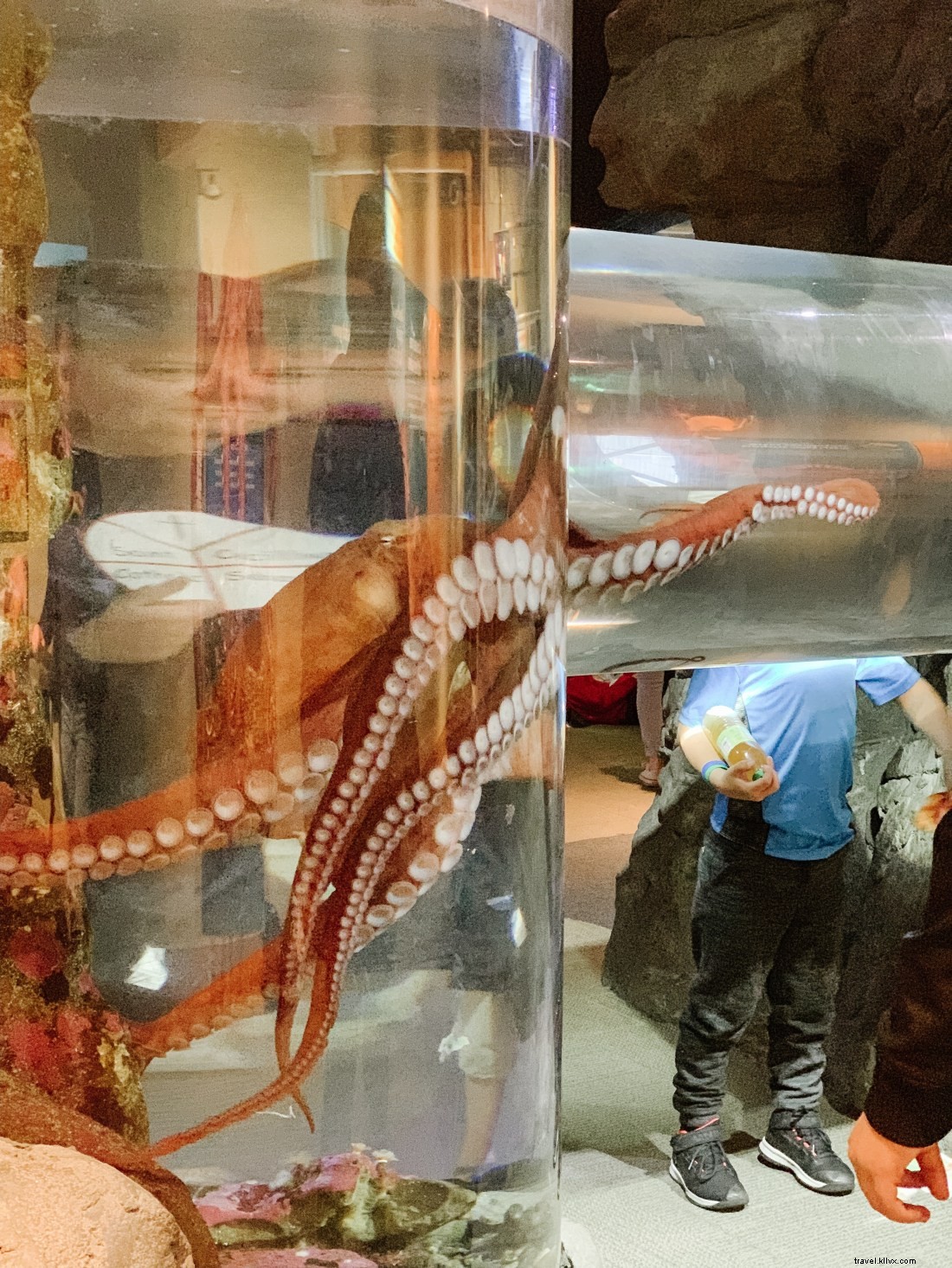 Discover Seattle s Top Attractions with CityPASS: Save Time & Money