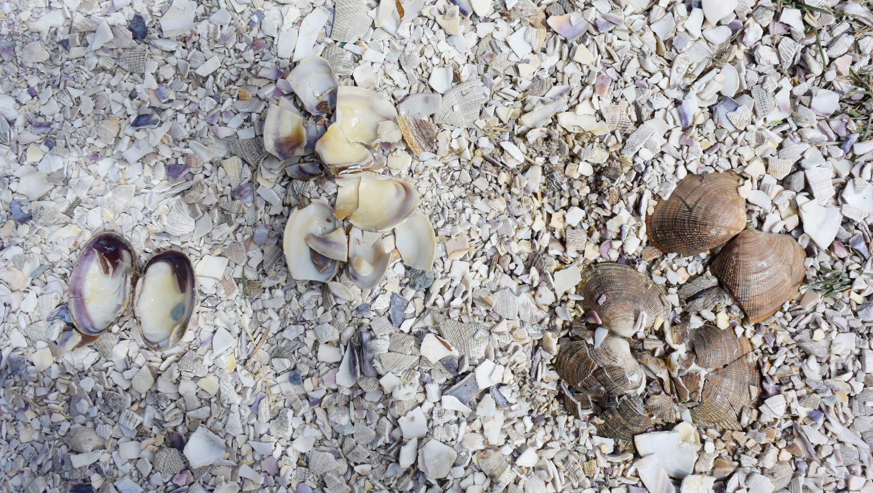 Discover Cultural Adventures on the Tillicum Excursion with Argosy Cruises