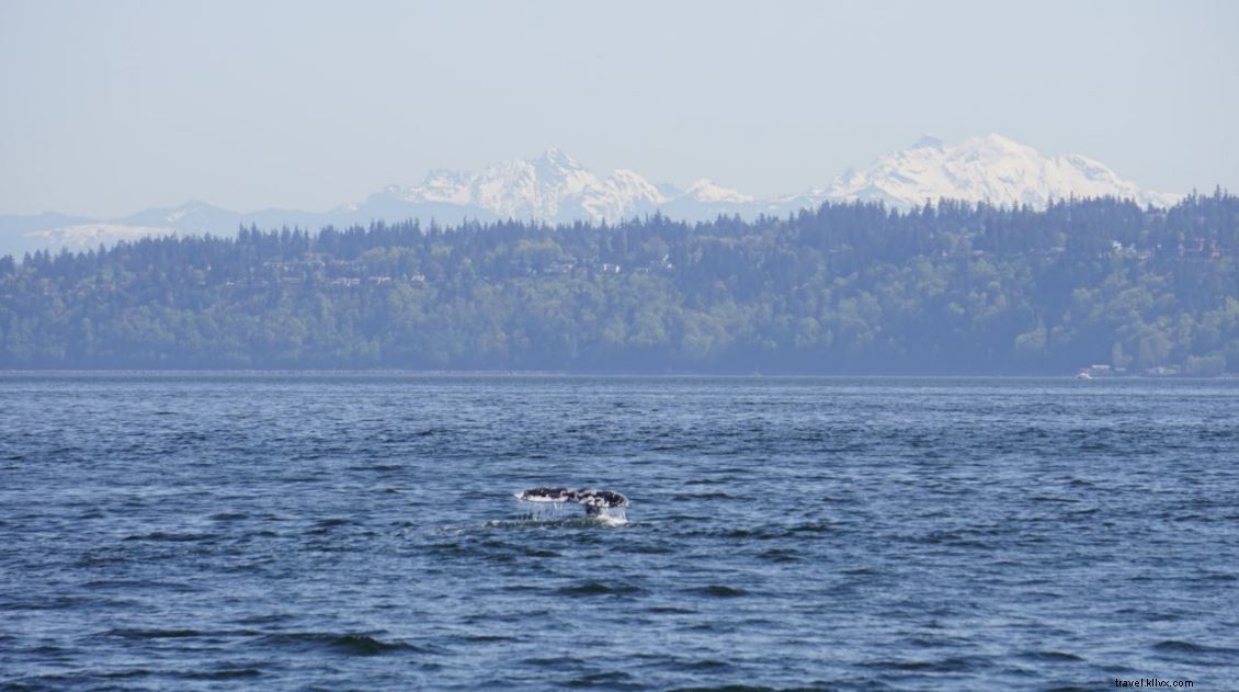 Unforgettable Whale Watching Tours with Puget Sound Express