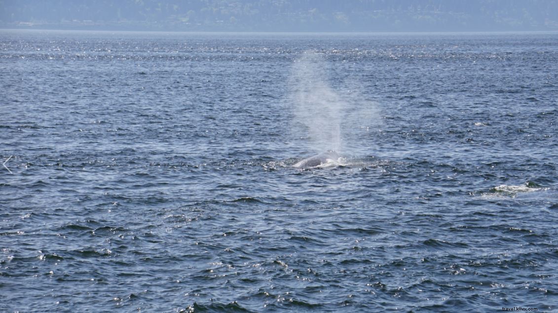 Unforgettable Whale Watching Tours with Puget Sound Express