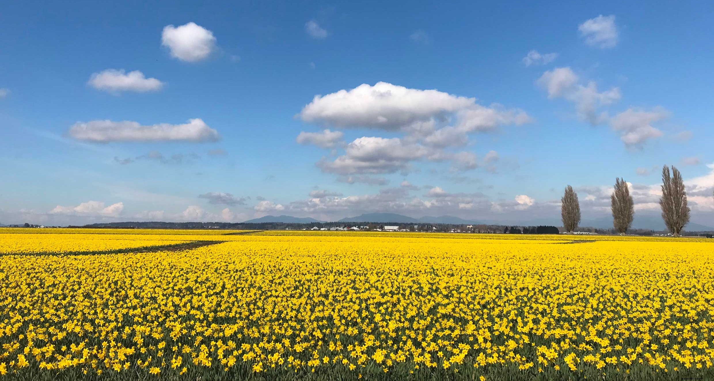 La Conner Daffodil Festival: Golden Blooms Blanket Skagit Valley in March