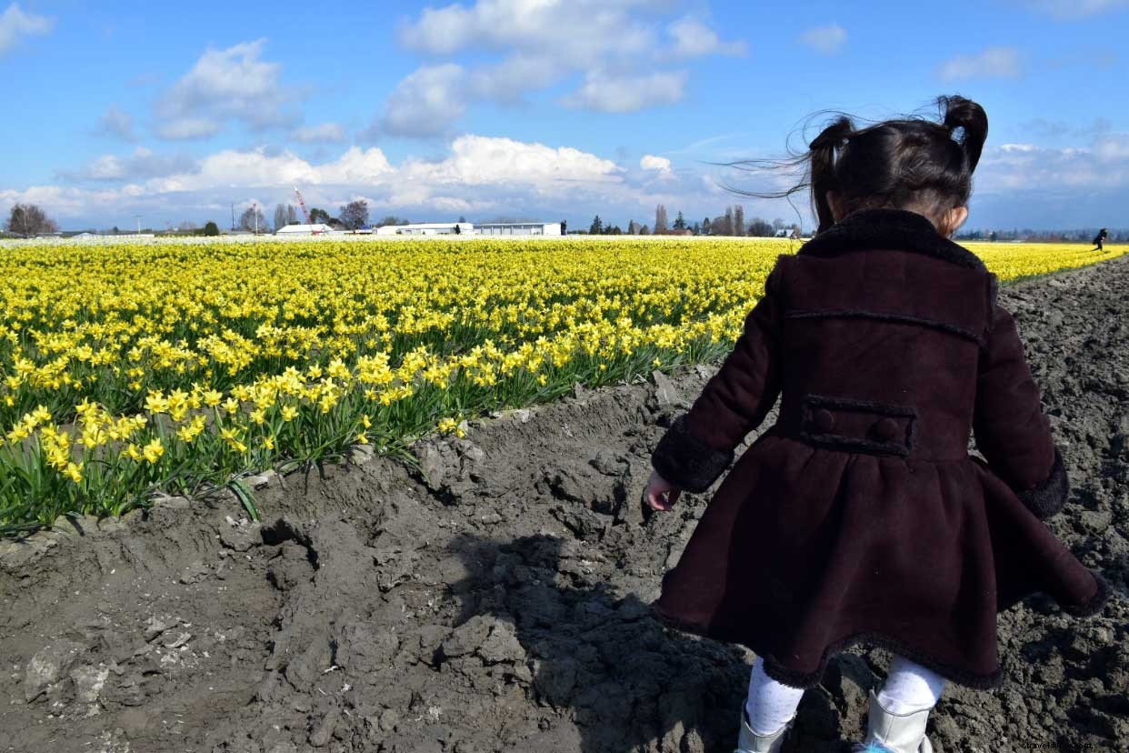 La Conner Daffodil Festival: Golden Blooms Blanket Skagit Valley in March