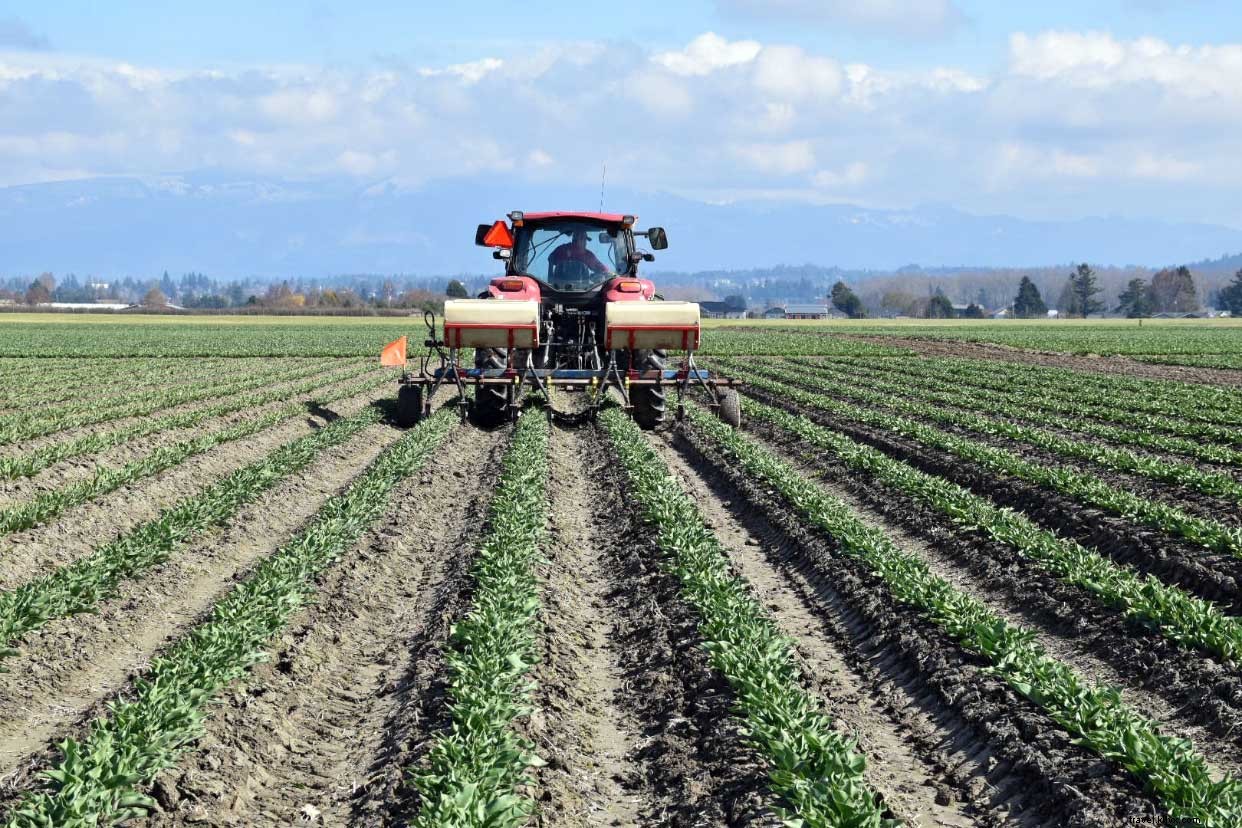 La Conner Daffodil Festival: Golden Blooms Blanket Skagit Valley in March