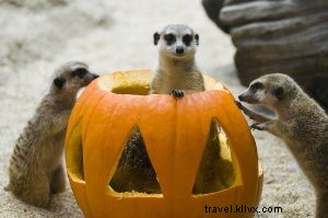 Halloween in Seattle: Top Trick-or-Treat Events & Spooky Fun